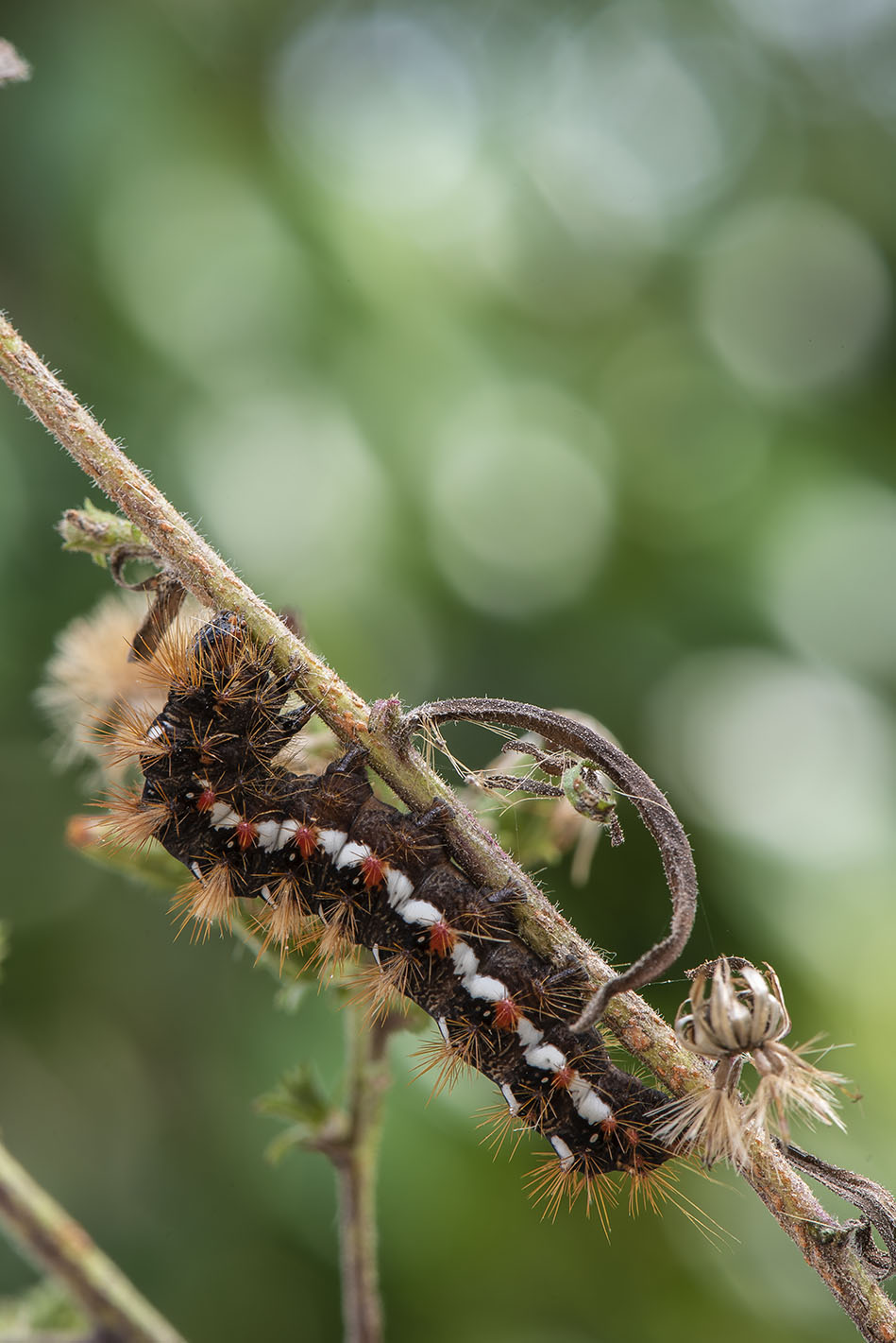 Riconoscimento bruco: Acronicta (Viminia) rumicis - Noctuidae